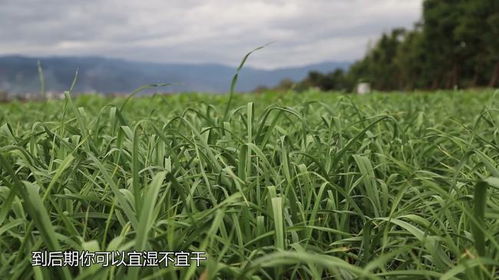 一款肥料,3年销量为啥能翻15倍 富岛 翔燕 中海化学 中国增值肥料的创造者